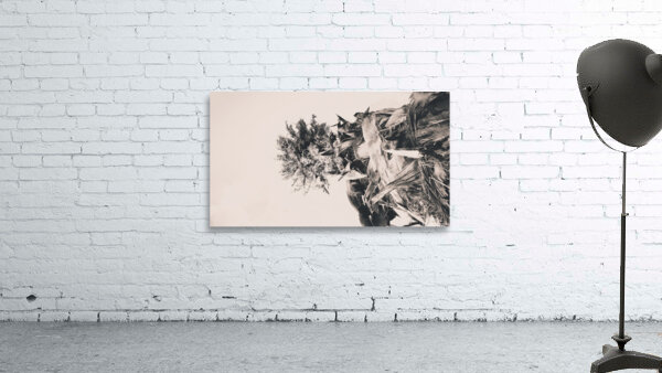 Date palm tree from below Wall Preview