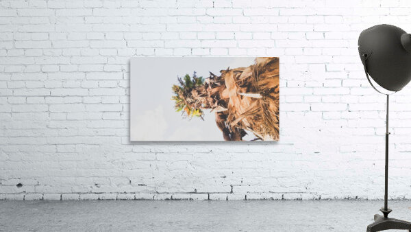 Date palm tree from below Wall Preview