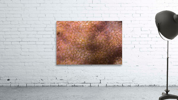 Tomato under the microscope Wall Preview