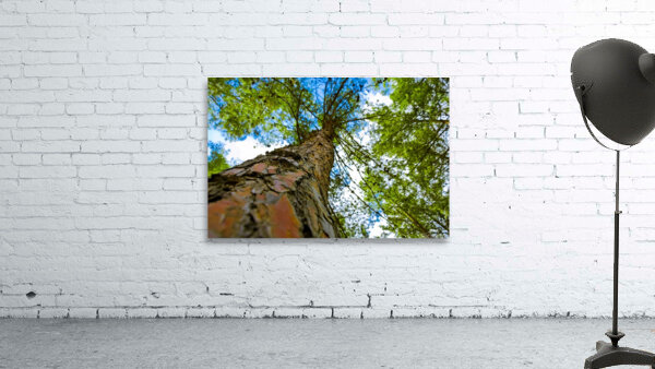 Tree from below Wall Preview