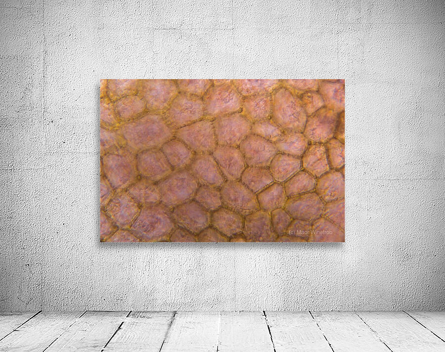 Tomato under the microscope Wall Preview