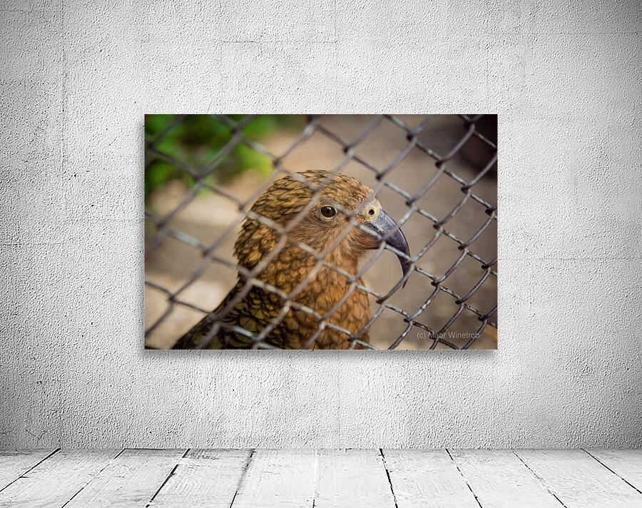 Bird in Cage Wall Preview