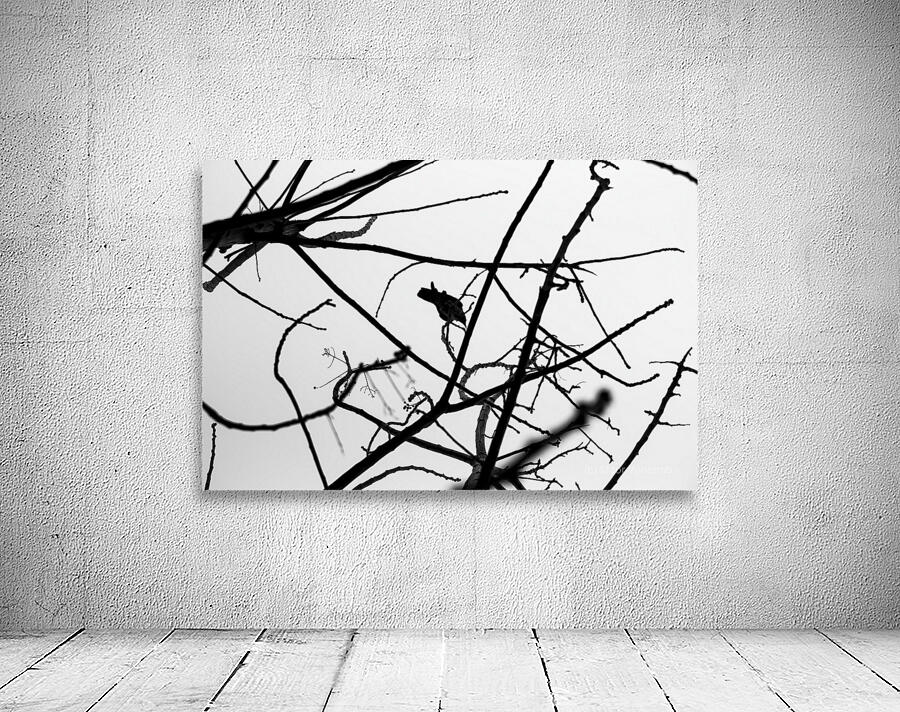 Crow on tree branches Wall Preview