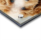 Beautiful Goldendoodle Acrylic print
