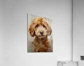 Beautiful Goldendoodle Acrylic Print