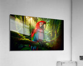 Scarlet Macaw Acrylic Print