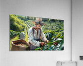 The Coffee Picker Acrylic Print