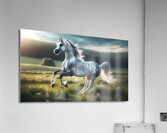 Arabian Horse Prancing Acrylic Print