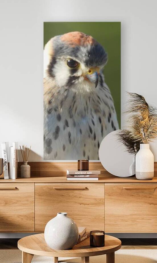 Male American Kestrel Portrait 20222 by Lyndune