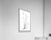 Poa labradorica Acrylic Print