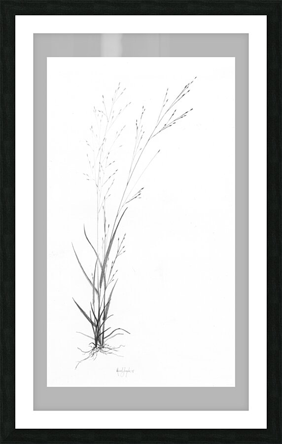Panicum flexile Picture Frame print