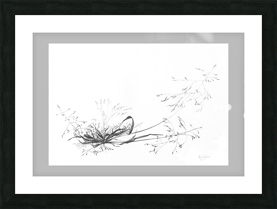 Panicum tuckermanii Picture Frame print