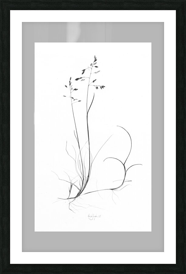 Poa artica Picture Frame print