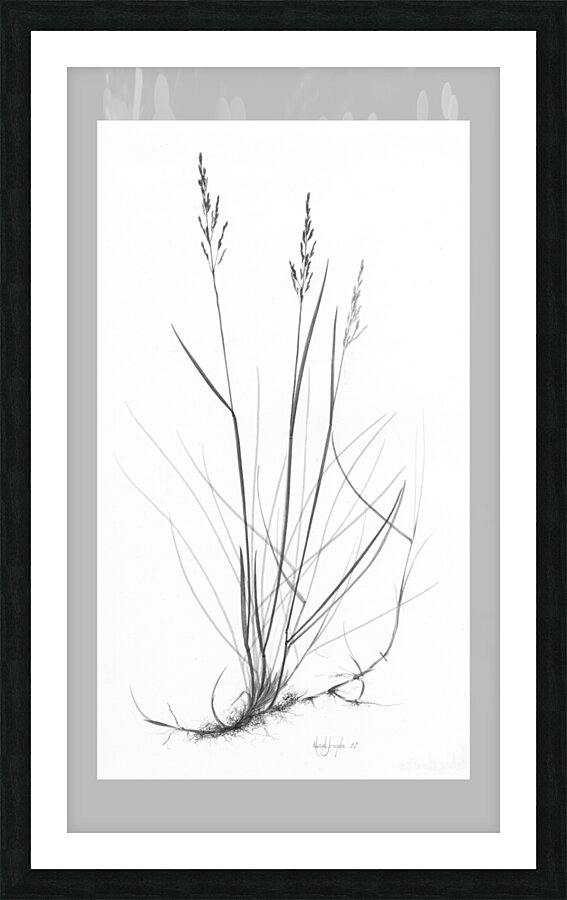 Poa labradorica Picture Frame print