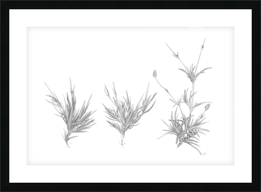 sabulina Picture Frame print