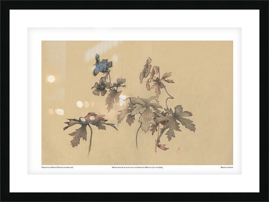 Geranium ibericum Picture Frame print