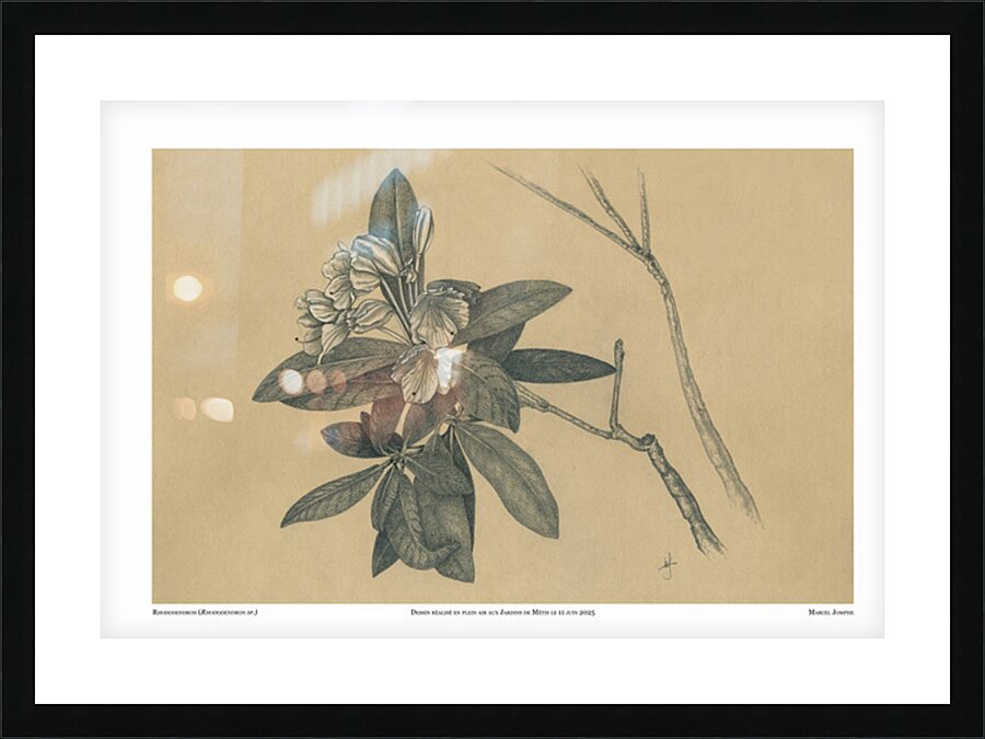 Rhododendron Picture Frame print