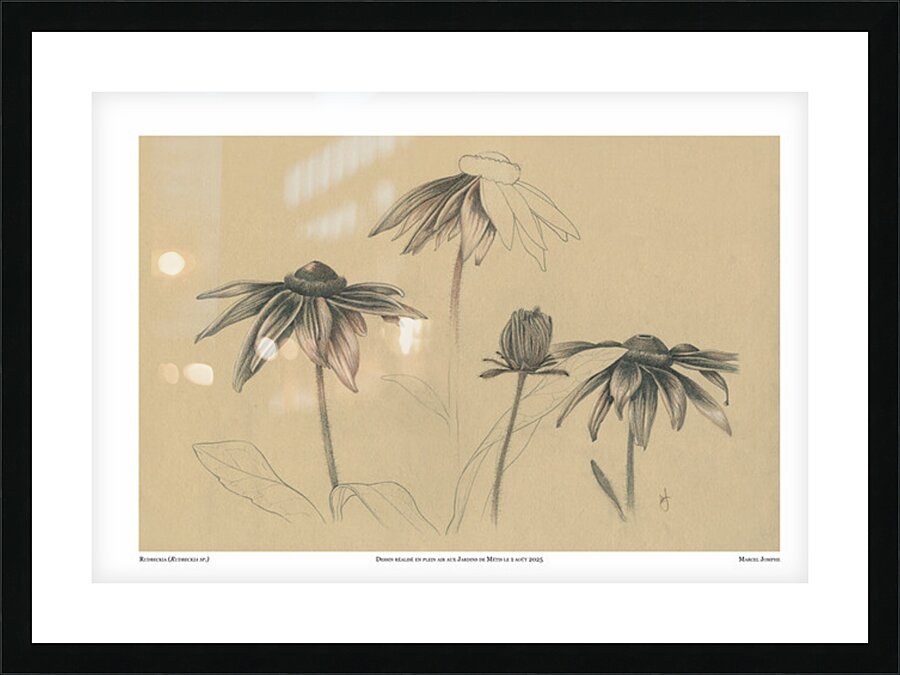 Rudbeckia Picture Frame print