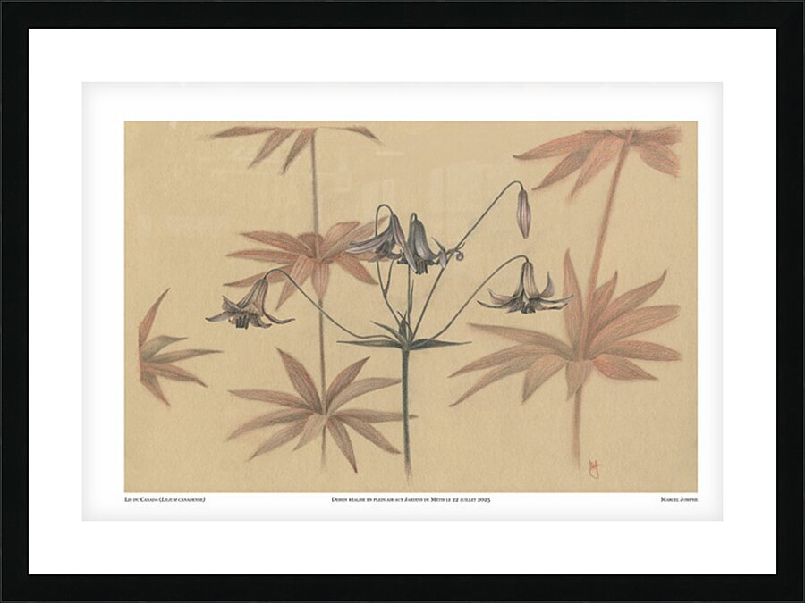 Lis du Canada Picture Frame print