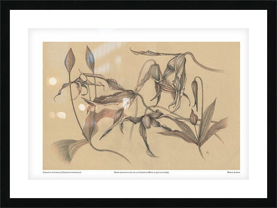 Clematis integrifolia Picture Frame print