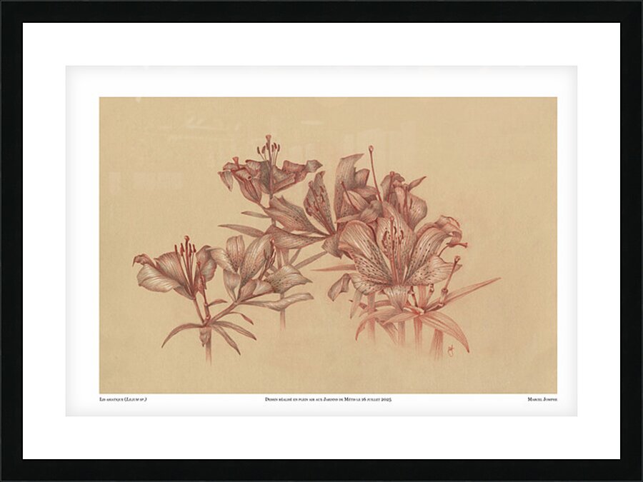 Lis asiatique Picture Frame print