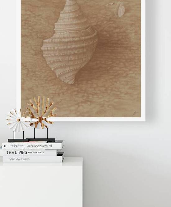 Coquillage a la sanguine  by Marcel Jomphe