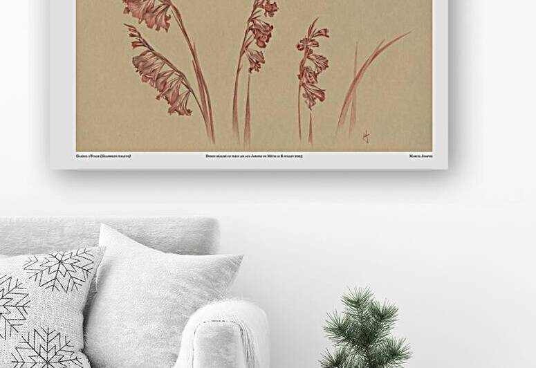 Gladiolus italicus by Marcel Jomphe