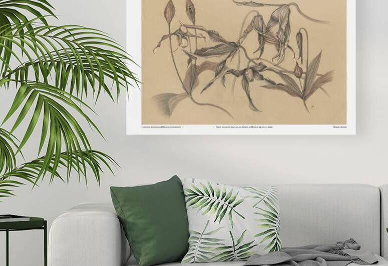 Clematis integrifolia Reproduction