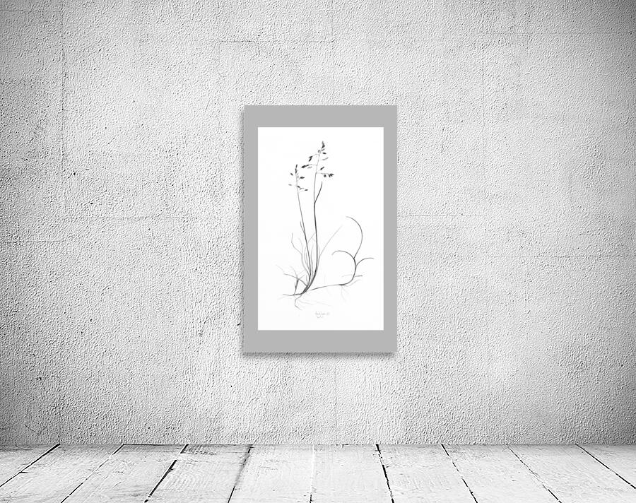 Poa artica Wall Preview