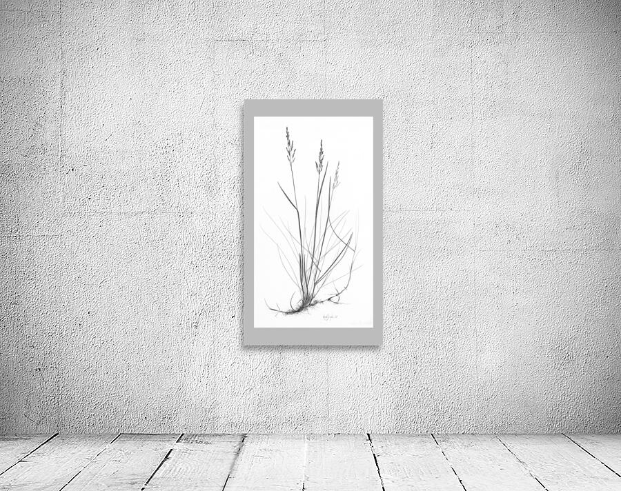 Poa labradorica Wall Preview