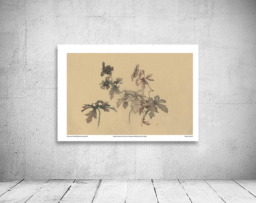 Geranium ibericum Wall Preview