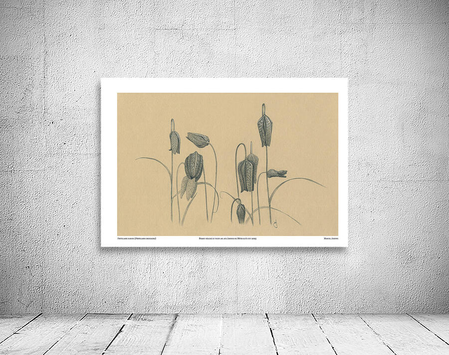 Fritillaria Wall Preview