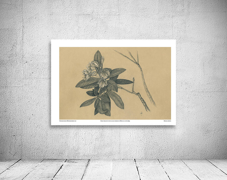 Rhododendron Wall Preview