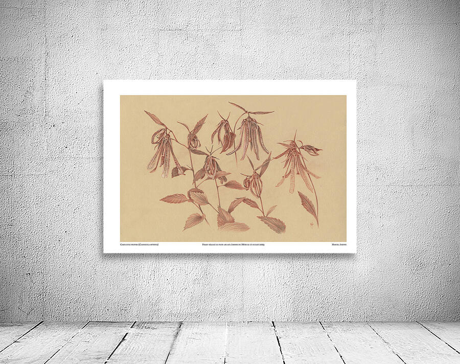 Campanula octopus Wall Preview