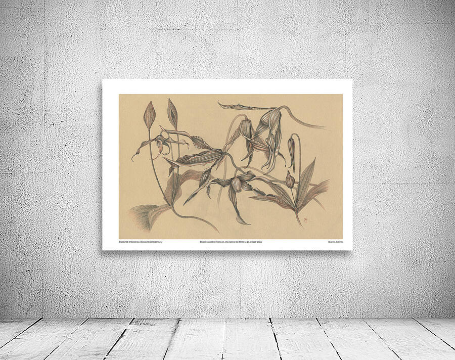 Clematis integrifolia Wall Preview