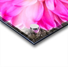 Pink Dahlia Macro Acrylic print