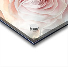 Single Pink Rose close up Acrylic print