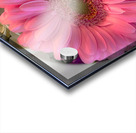 Pink Gerbera Daisy Acrylic print