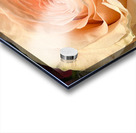Peach Rose Macro v1 Acrylic print