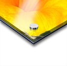 Yellow Hibiscus Macro Acrylic print