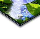 Two Hydrangeas Acrylic print