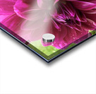 Dahlia Side View Macro Acrylic print
