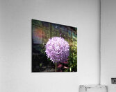 Purple Allium Acrylic Print