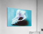 Conch Shell Macro Acrylic Print