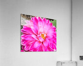 Pink Dahlia Macro Acrylic Print