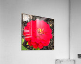 Red Zinnia Macro  Acrylic Print
