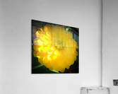 Yellow Dahlia Macro Acrylic Print