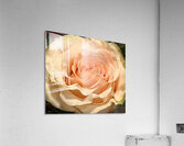 Peach Rose Macro v1 Acrylic Print