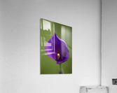 Purple Calla Lilly Macro  Acrylic Print