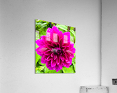 Purple Dahlia Acrylic Print